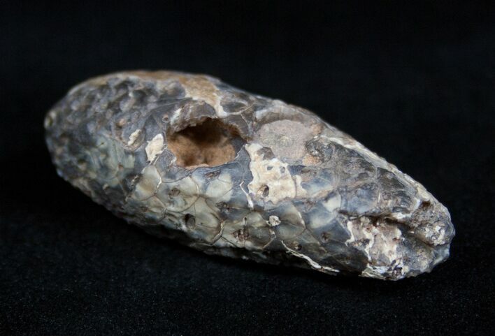 Agatized Pinecone From Morocco - Eocene #1692